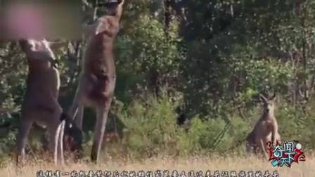 号称动物界的“隔壁老王” 要么用实力要么用套路